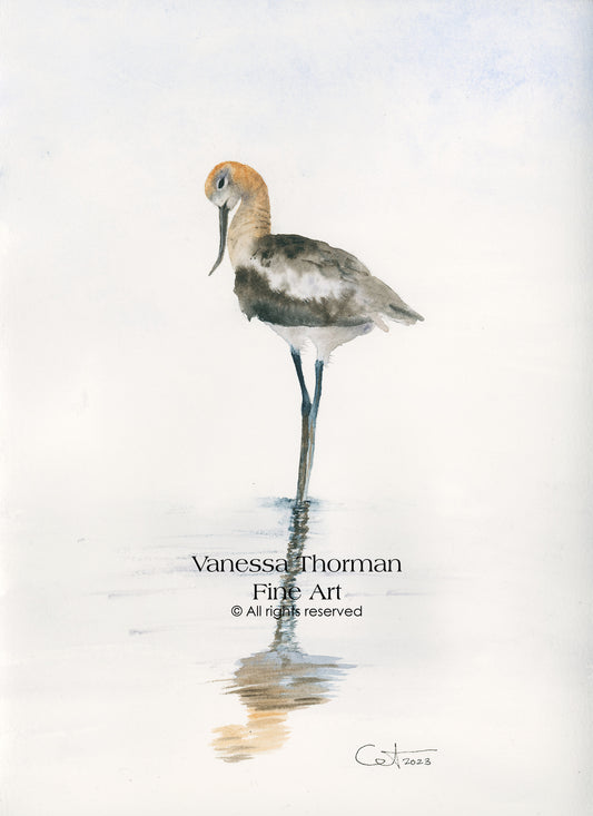 REFLECTIONS 3 | American Avocet Art | Original Watercolor Painting