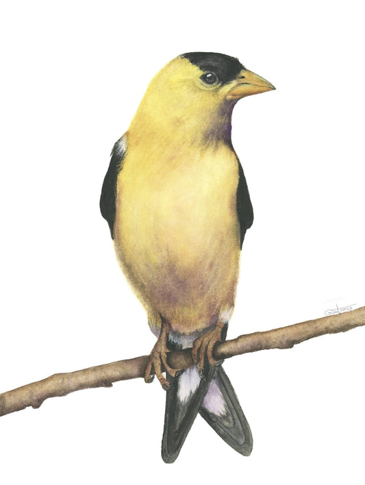 American Goldfinch Watercolor Art Print with a plain background by Vanessa Thorman, detailed view