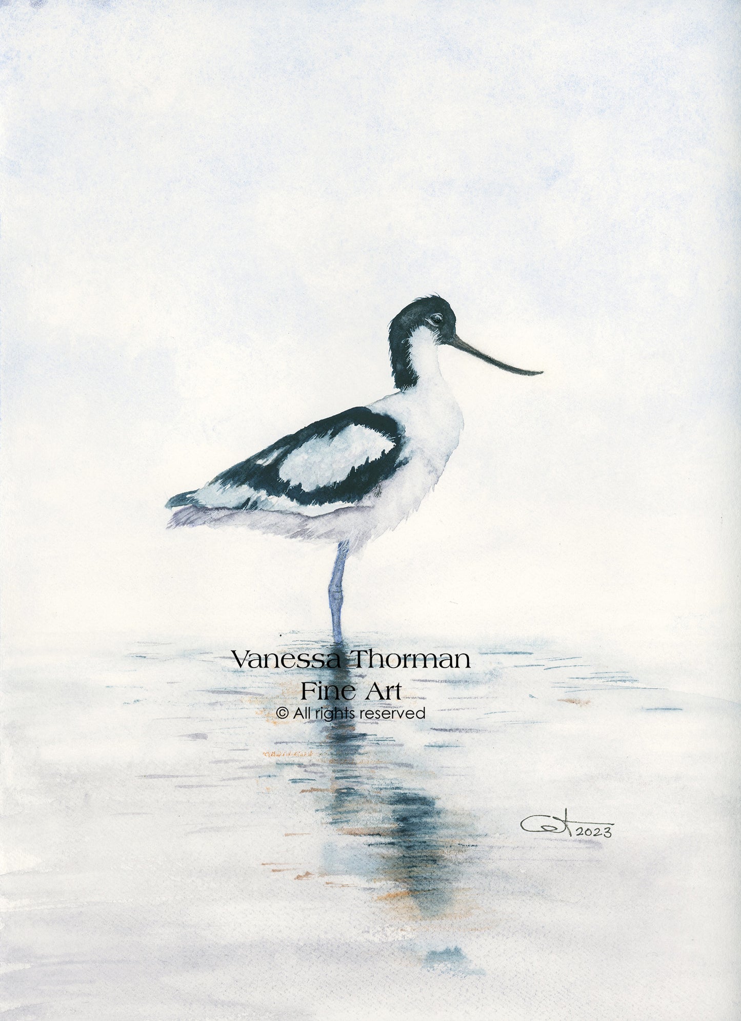 REFLECTIONS I | Pied Avocet Art | Original Watercolor Painting