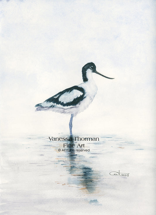 REFLECTIONS I | Pied Avocet Art | Original Watercolor Painting
