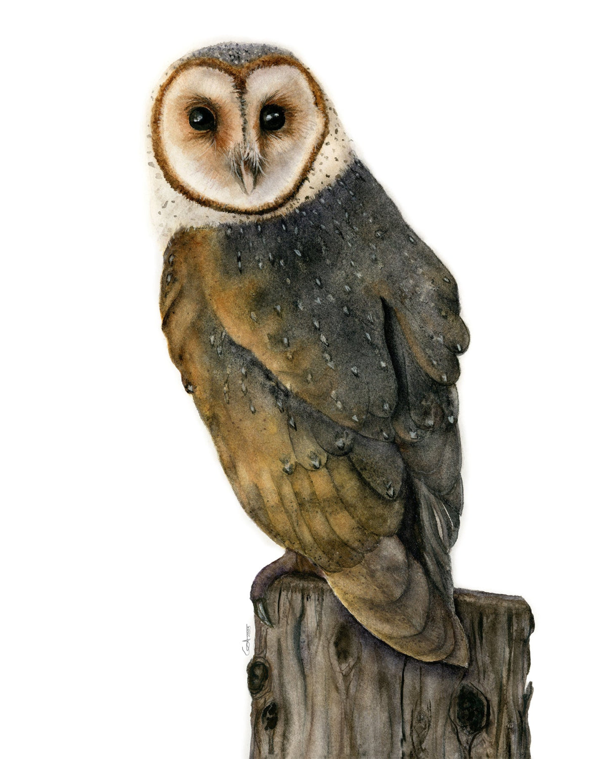 Barn Owl watercolor art print by Vanessa Thorman, detailed view