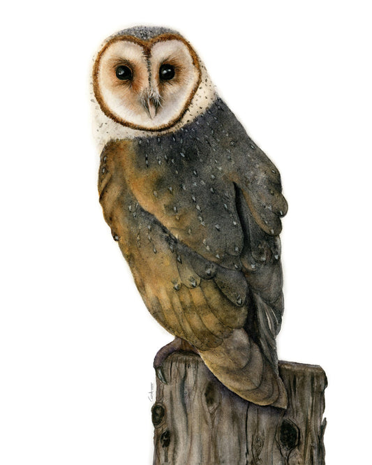 Barn Owl watercolor art print by Vanessa Thorman, detailed view