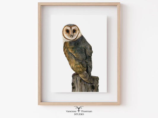 Framed Barn Owl watercolor art print by Vanessa Thorman