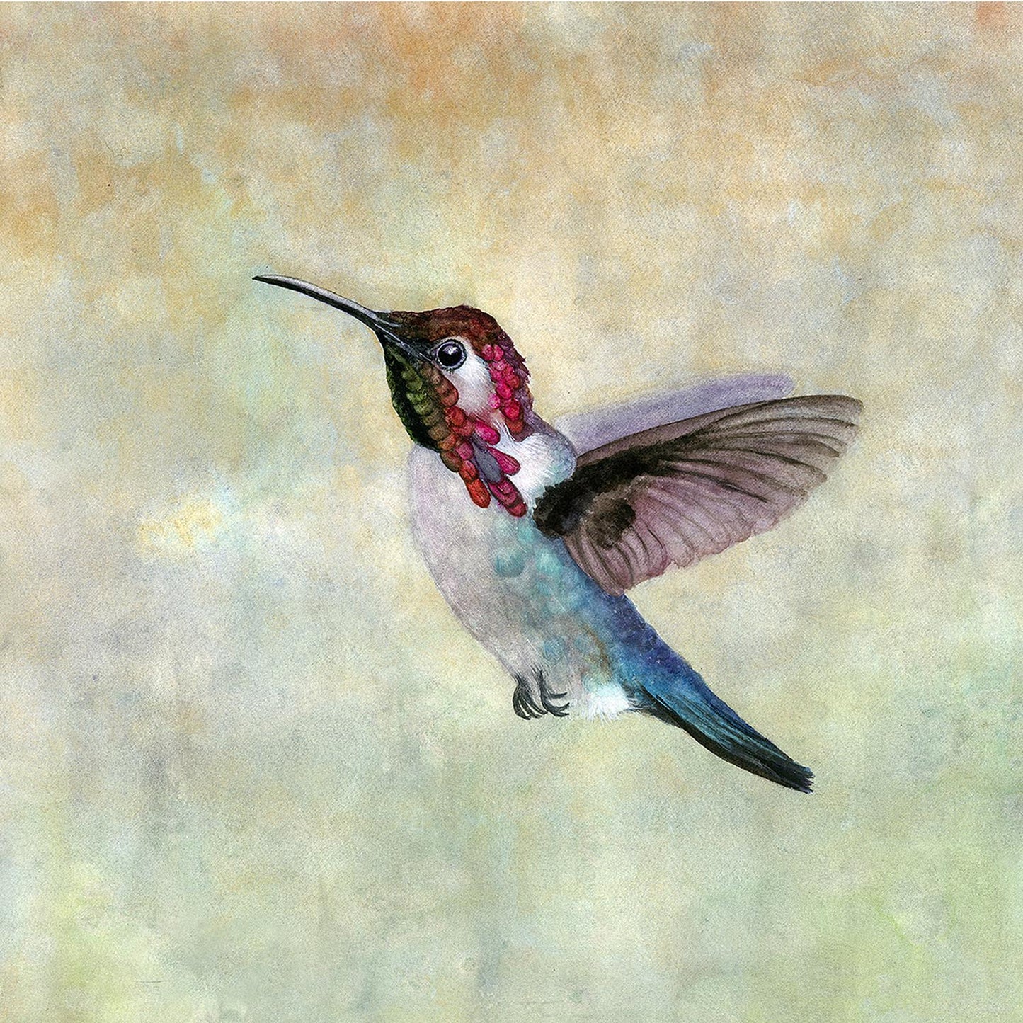 Bee Hummingbird watercolor art print by Vanessa Thorman, detailed view