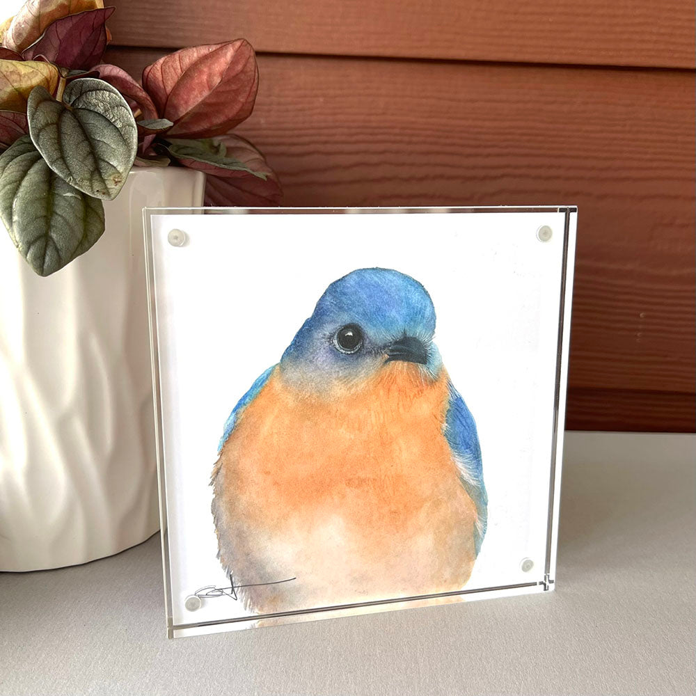 Framed desk art of a bluebird