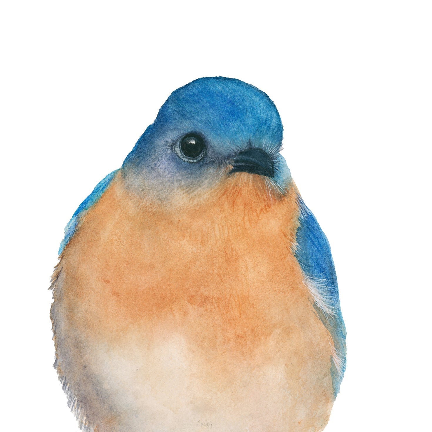 Bernard the bluebird acrylic block desk art, detailed view