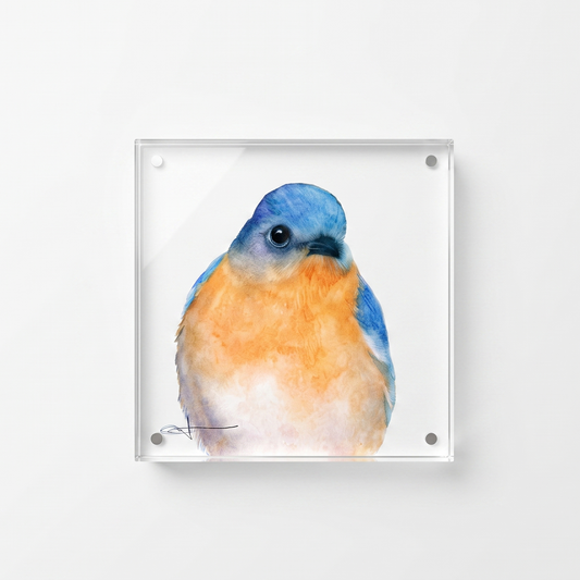 Bernard the bluebird acrylic block desk art, front view