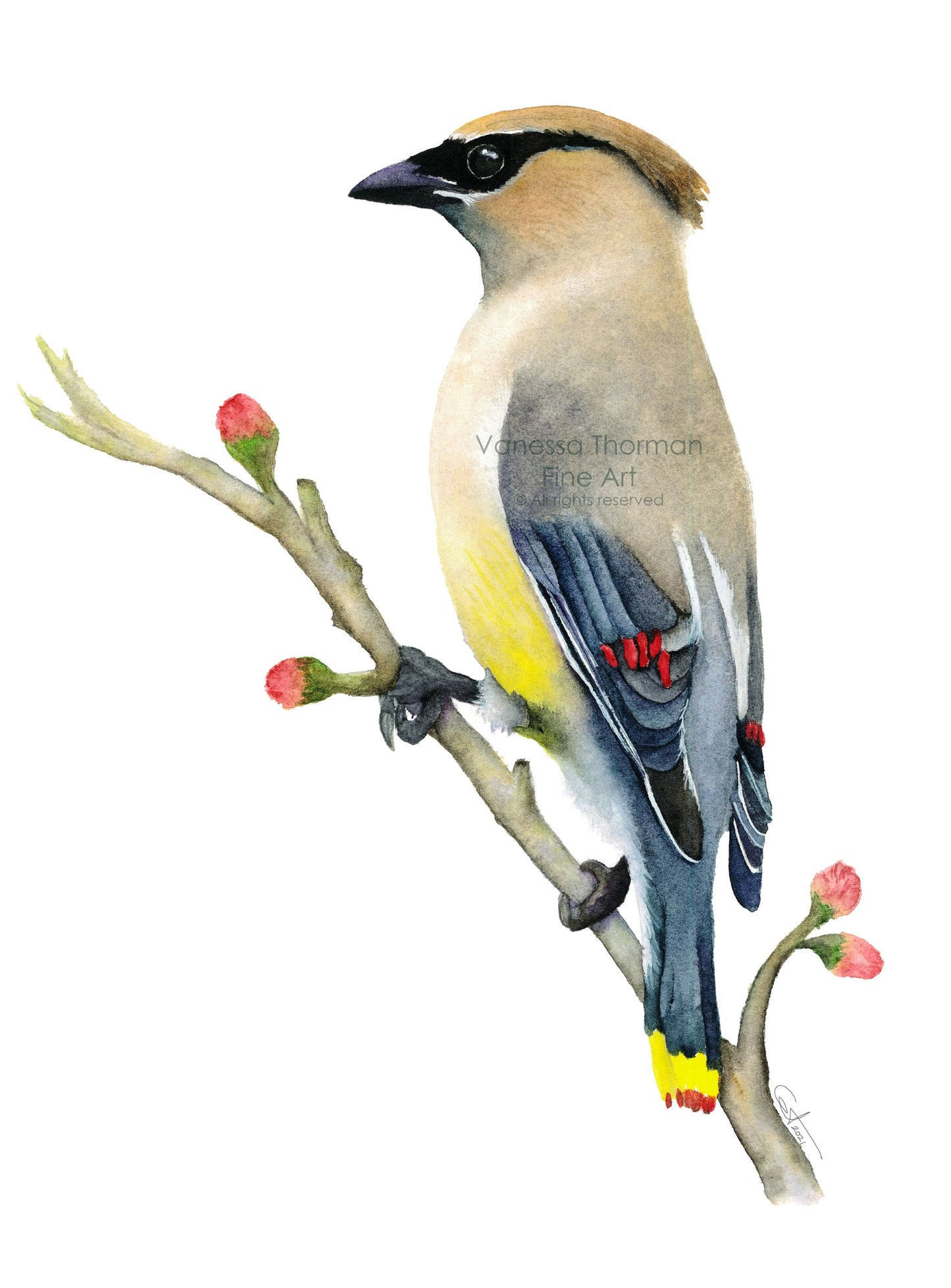 Birds of the Carolinas – Set of 6 Mini Watercolor Prints (A2 Size)