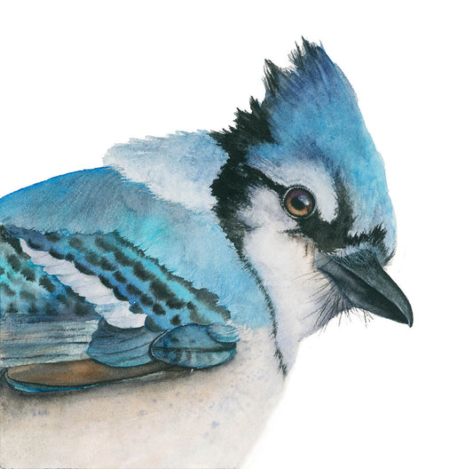 Bowie the Blue Jay | Blue Jay Watercolor Art Print | Bird Art Giclée