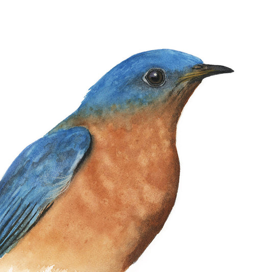 BRIGHTON | Eastern Bluebird Original Watercolor Painting