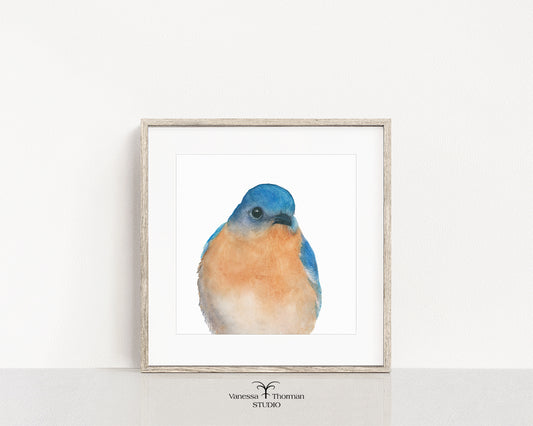 "Bernard," a close-up Eastern Bluebird watercolor art print by Vanessa Thorman, framed