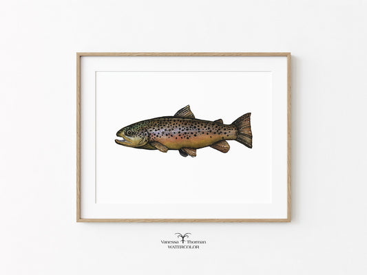 Brown Trout watercolor art print by Vanessa Thorman on a white background