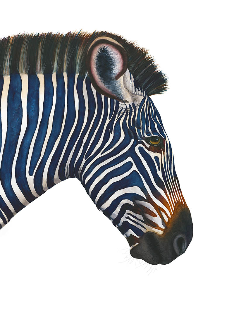 A watercolor painting profile of a dark blue zebra head on a plain white background.
