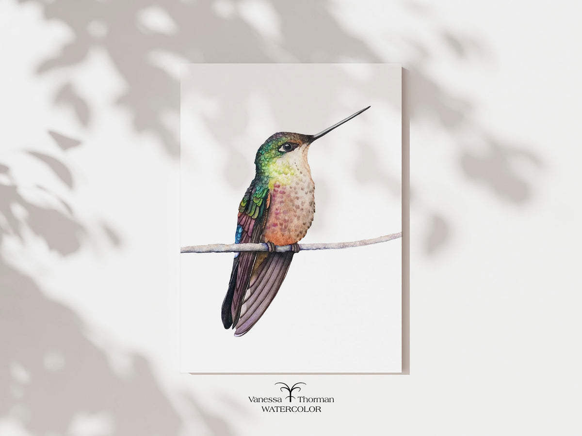 Calliope Hummingbird watercolor art print by Vanessa Thorman, unframed