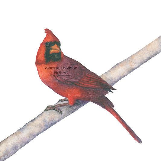 Red cardinal bird perched on a branch 