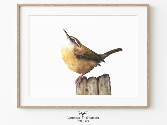 Framed Carolina Wren watercolor art print by Vanessa Thorman