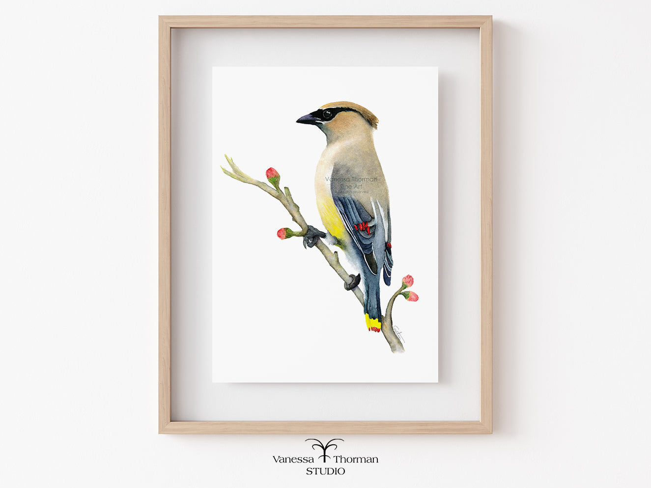 Framed Cedar Waxwing watercolor art print on a white background