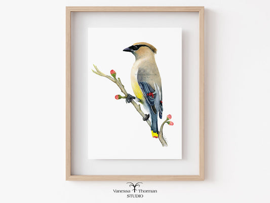Framed Cedar Waxwing watercolor art print on a white background by Vanessa Thorman