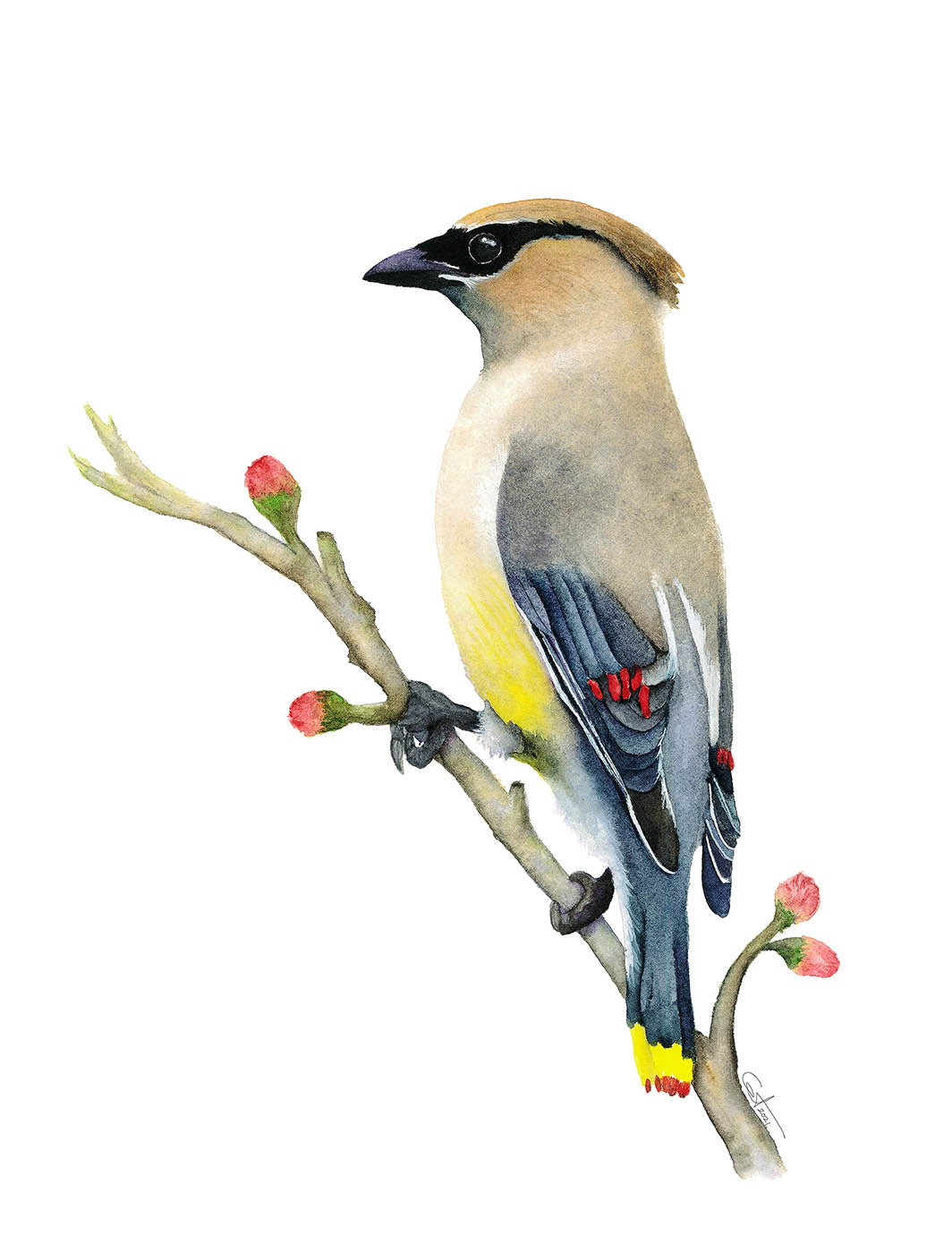 Cedar Waxwing watercolor art print on a white background