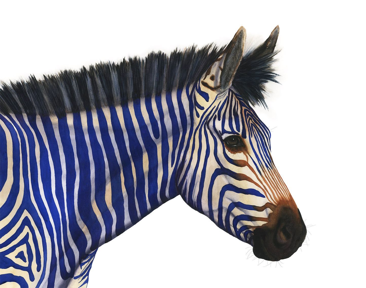 A detailed image of Celeste, a watercolor painting of a zebra with blue and white stripes on a white background