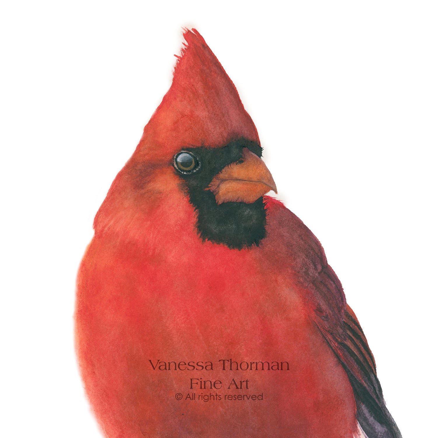 "Charles," a close-up Northern Cardinal watercolor art print by Vanessa Thorman, detailed view