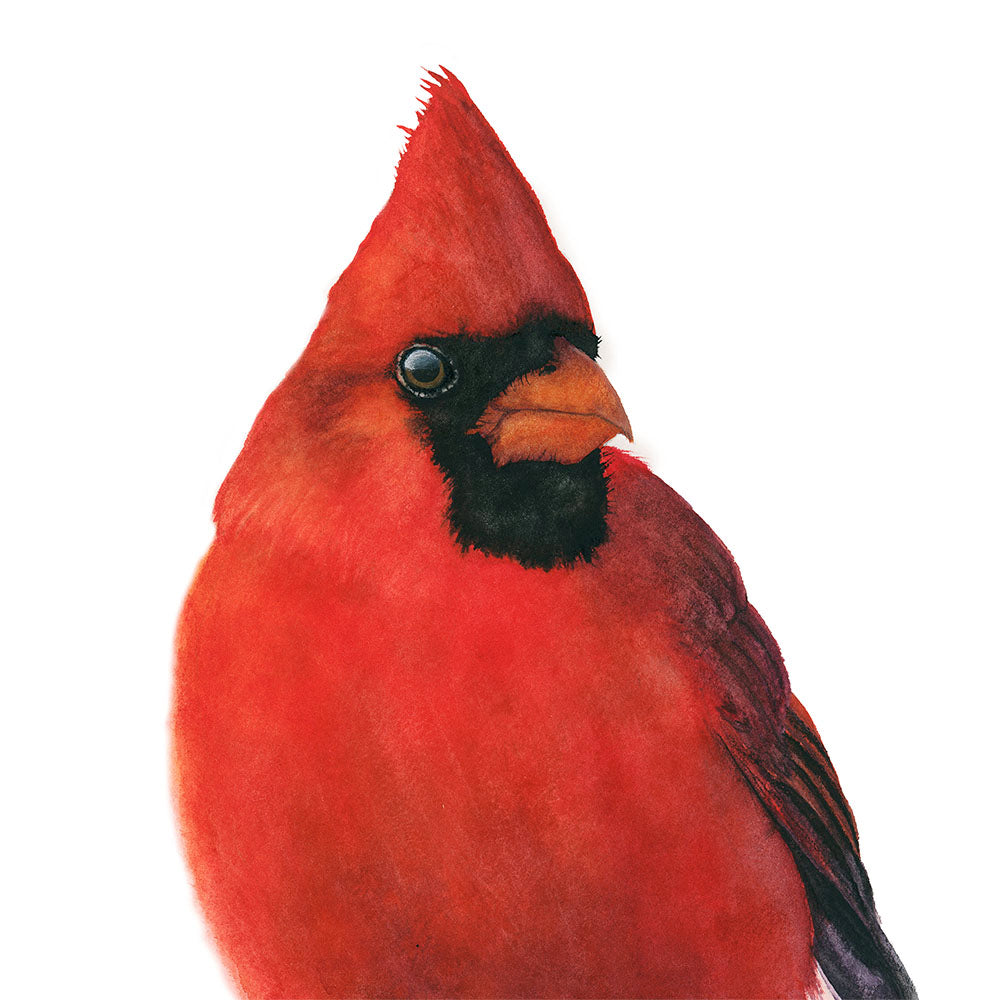 Charles the cardinal acrylic block desk art, detailed view