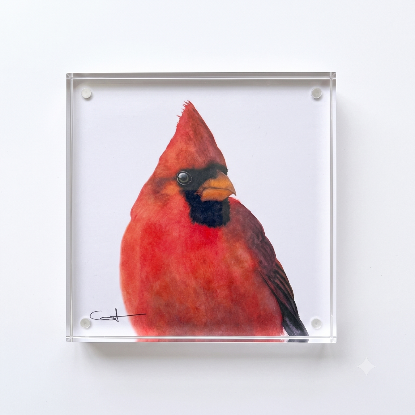 Charles the cardinal acrylic block desk art, front view 