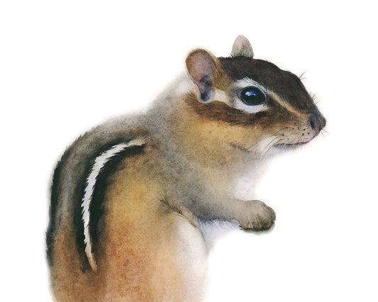 Chipmunk Watercolor Art Print with a white background by Vanessa Thorman, detailed view