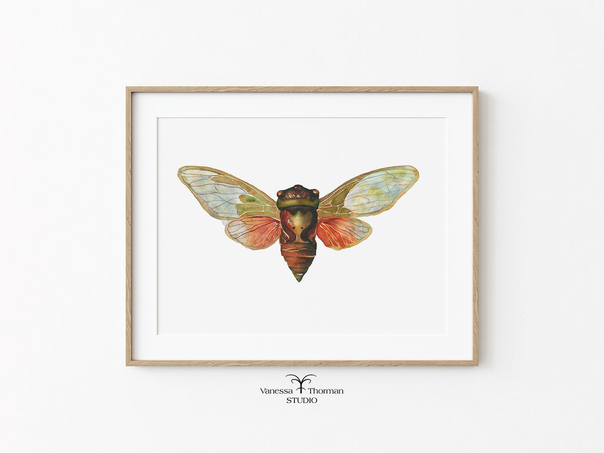Framed Cicada watercolor art print by Vanessa Thorman