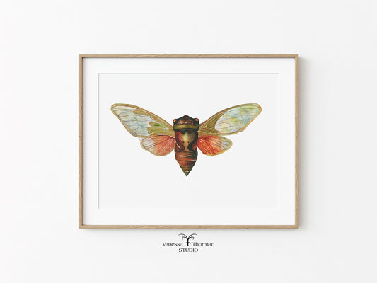 Framed Cicada watercolor art print by Vanessa Thorman