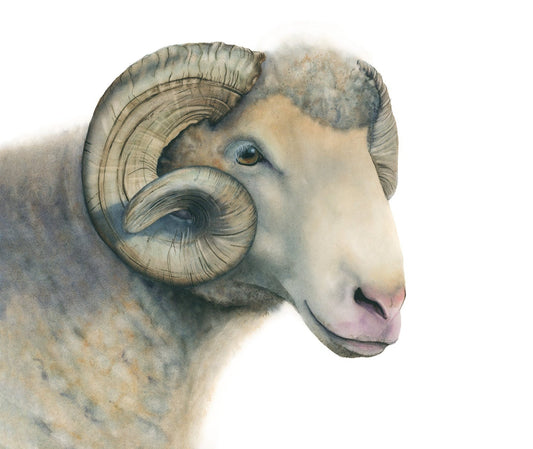 Dorset Horn Ram watercolor art print, unframed, by Vanessa Thorman showing large curved horns