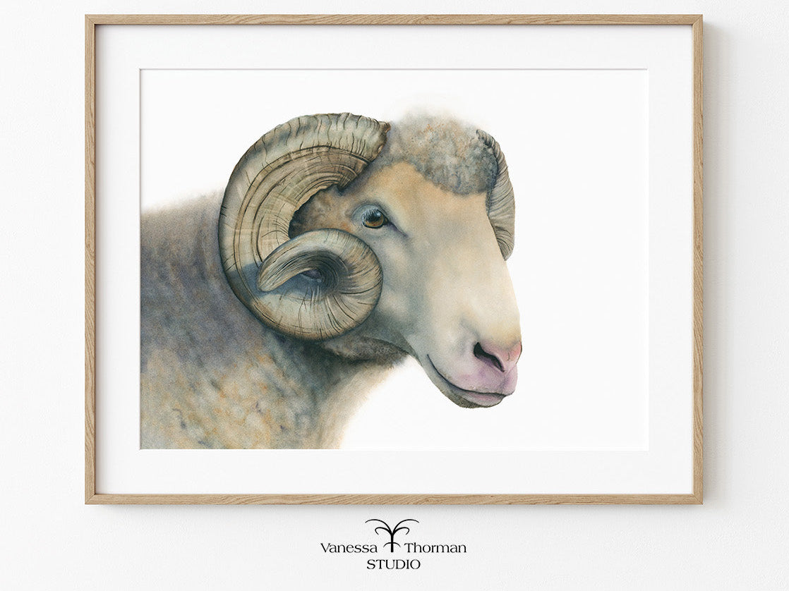 Framed Dorset Horn Ram watercolor art print by Vanessa Thorman