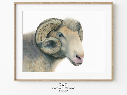 Framed Dorset Horn Ram watercolor art print by Vanessa Thorman