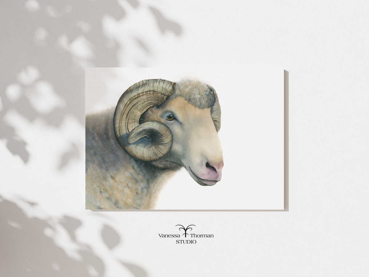 Dorset Horn Ram watercolor art print, unframed, by Vanessa Thorman