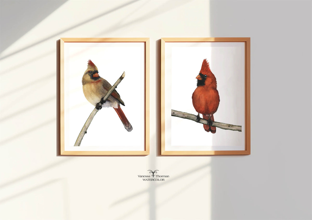 Male Cardinal Watercolor Art Print — Percy, Northern Cardinal