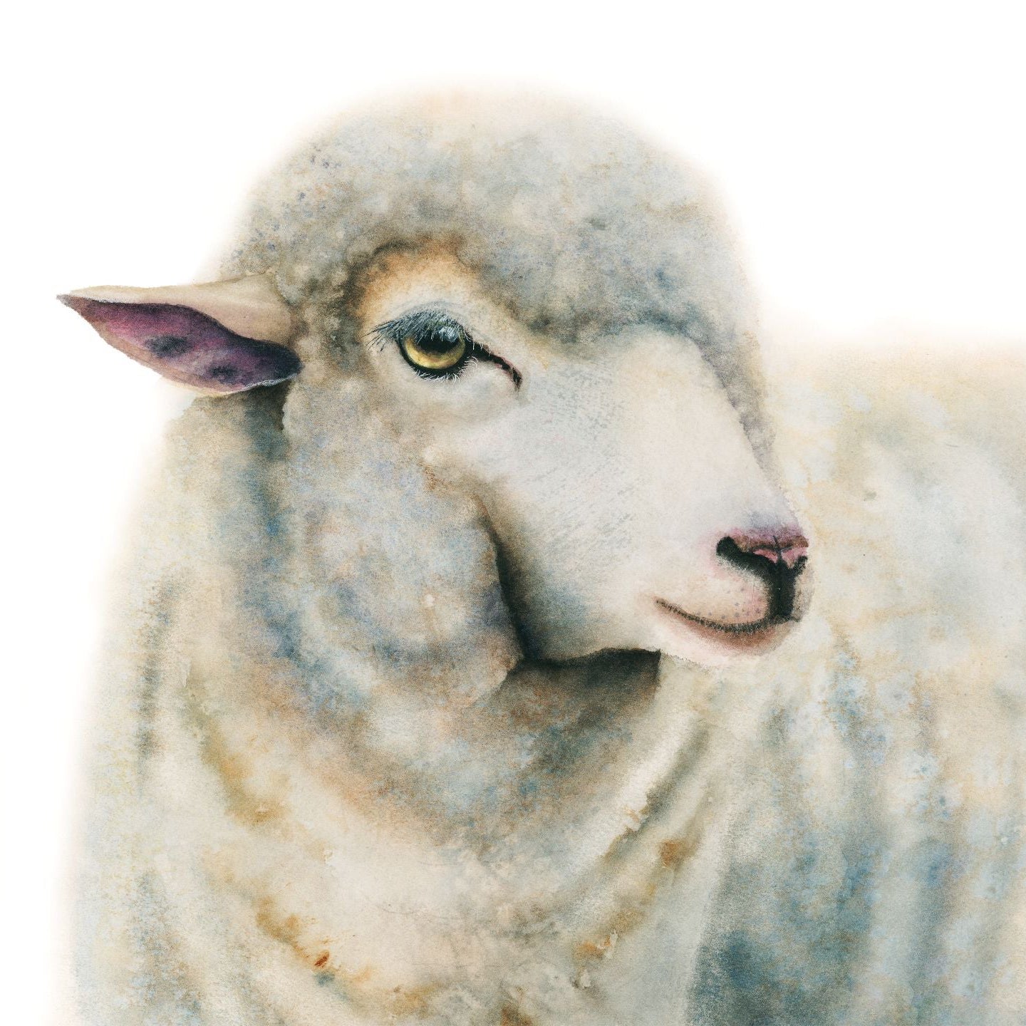 Duchess the sheep acrylic block desk art, detailed view