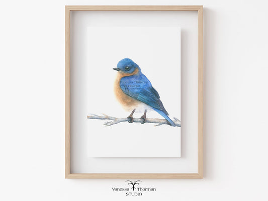 Framed Eastern Bluebird watercolor art print by Vanessa Thorman
