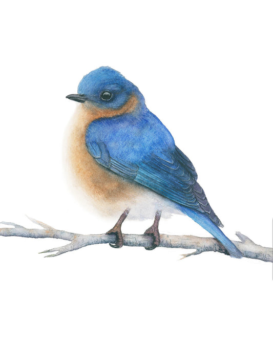Eastern Bluebird watercolor art print by Vanessa Thorman, detailed view