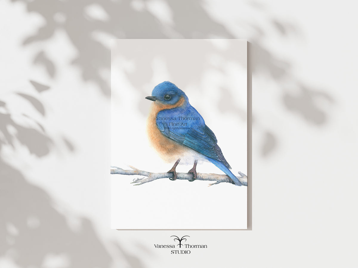 Eastern Bluebird watercolor art print by Vanessa Thorman, unframed