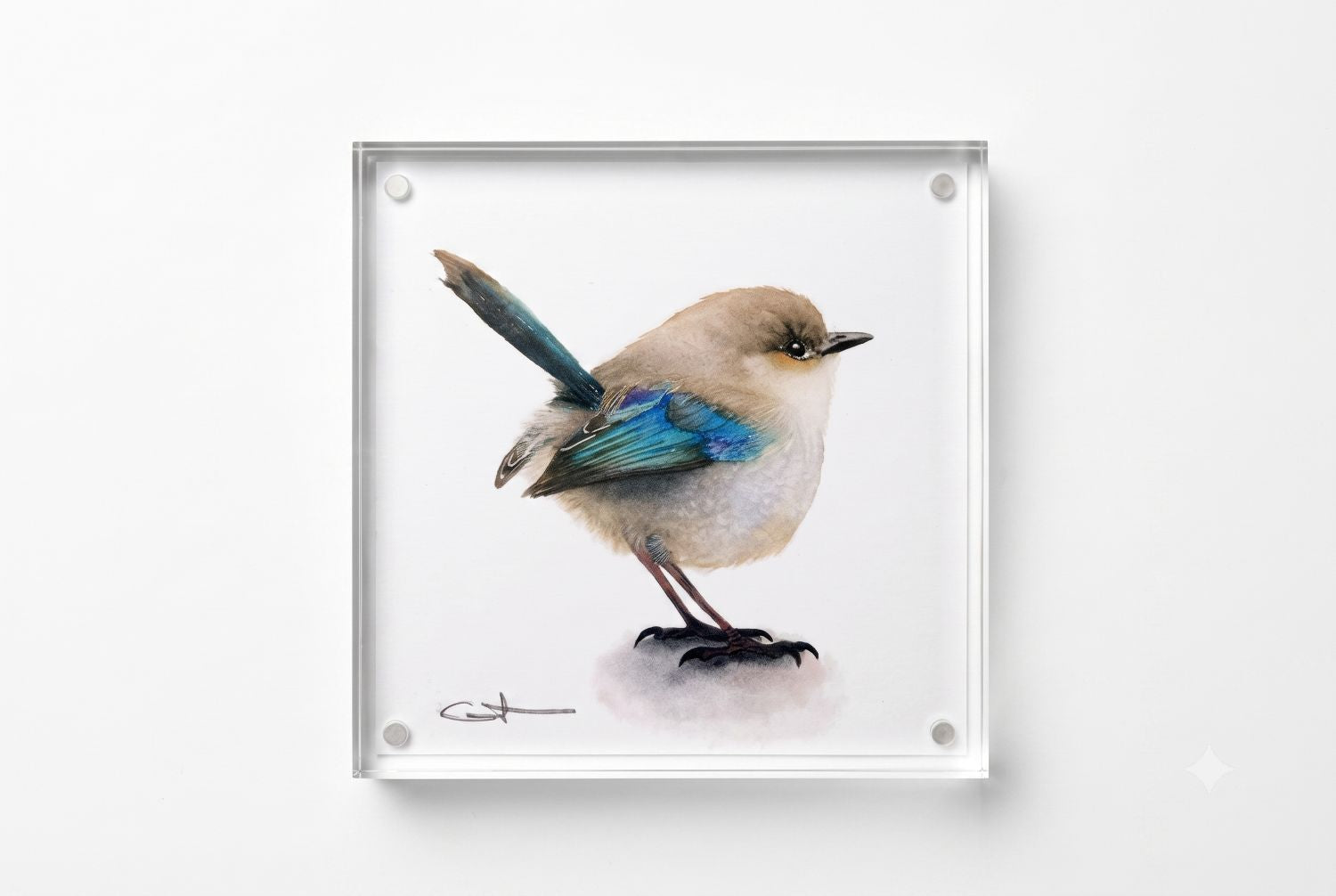 Puff the Superb Fairywren acrylic block art print, front view
