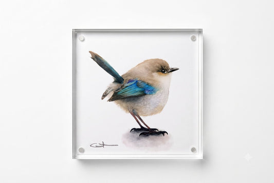 Puff the Superb Fairywren acrylic block art print, front view