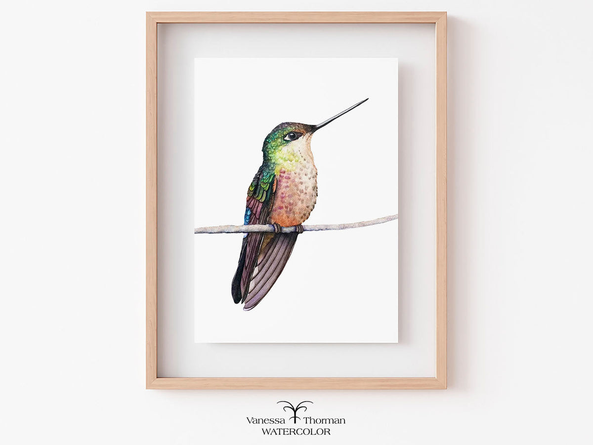 Framed Calliope Hummingbird watercolor art print by Vanessa Thorman
