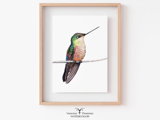 Framed Calliope Hummingbird watercolor art print by Vanessa Thorman