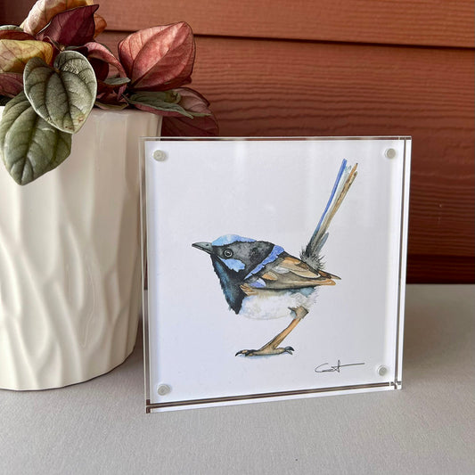 Framed desk art of a fairywren bird