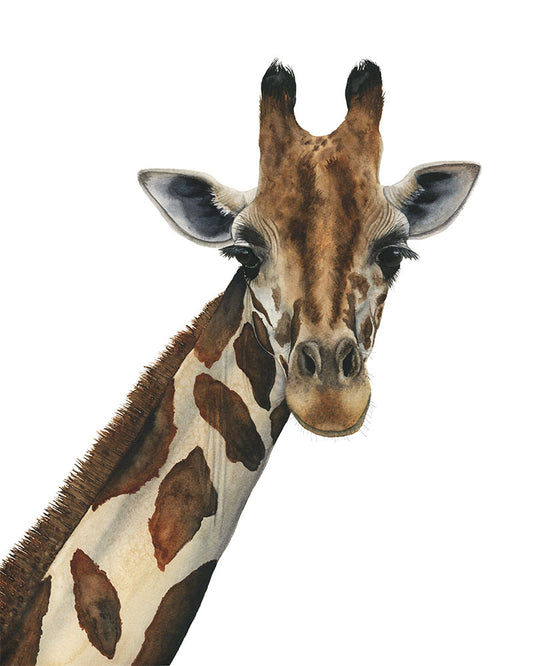 giraffe watercolor art print "Jasper"  by Vanessa Thorman