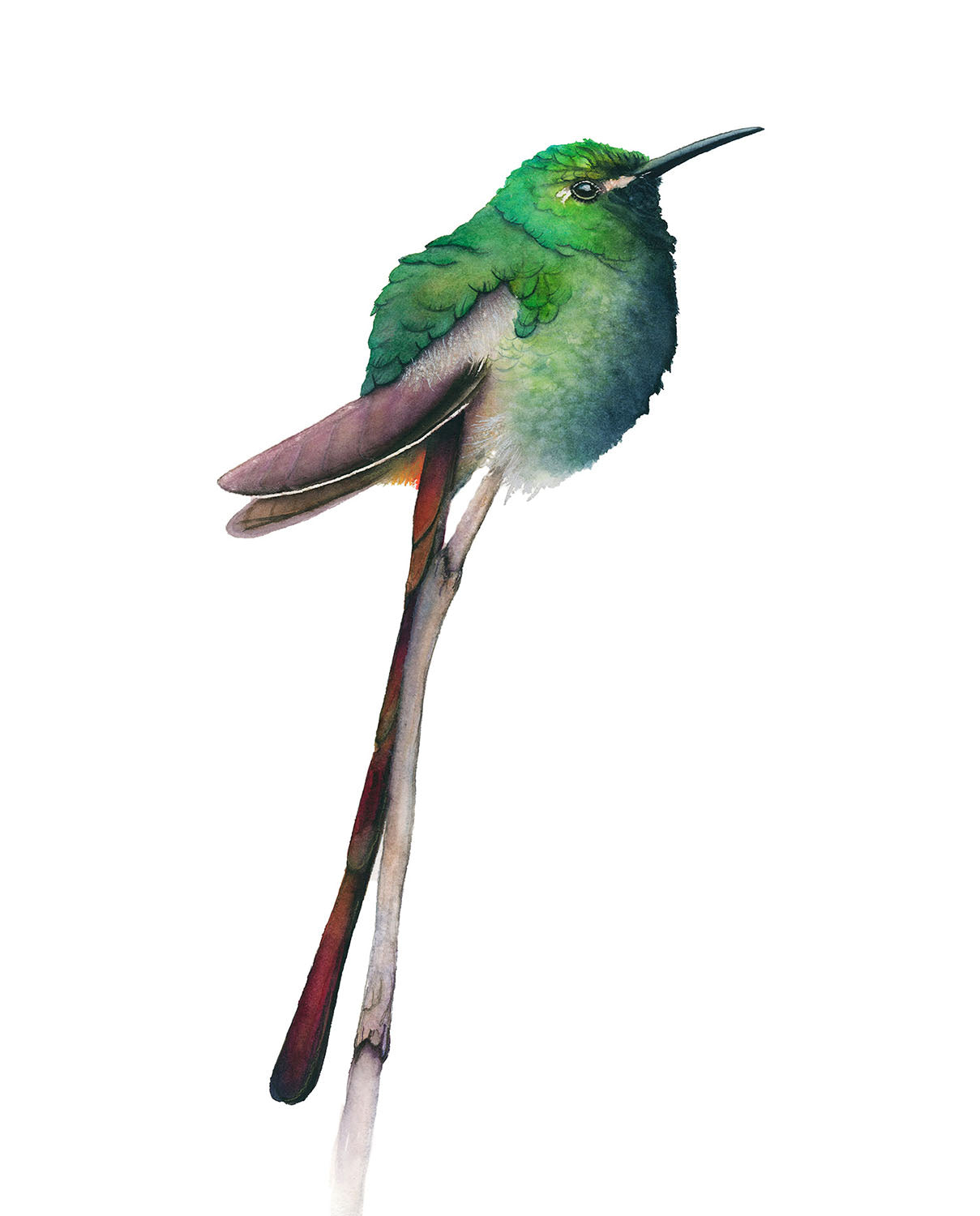 RED-TAILED COMET 1 | Hummingbird Art | Original Watercolor Painting