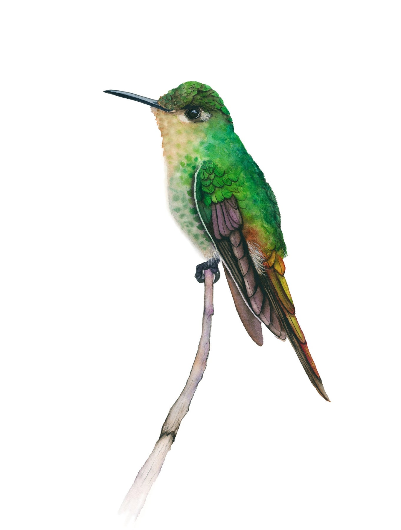 Green hummingbird perched on a branch against a white background