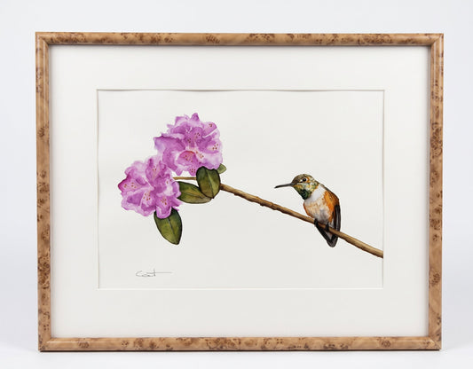 IN FULL BLOOM | Rufous Hummingbird Art | Original Watercolor Painting