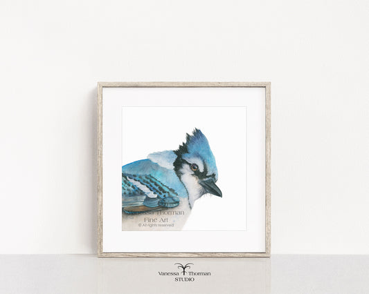 Bowie the Blue Jay | Blue Jay Watercolor Art Print | Bird Art Giclée