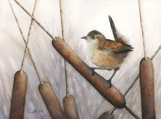 Marsh Wren watercolor art print by Vanessa Thorman, detailed view